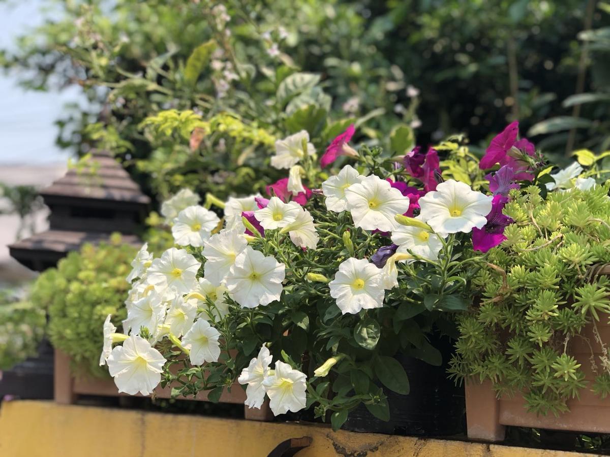 Golden Fort Guesthouse 치앙마이 외부 사진